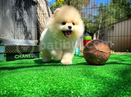 Ayı Surat Pomeranian Boo Yavrularımız görsel