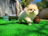 Ayı Surat Pomeranian Boo Yavrularımız