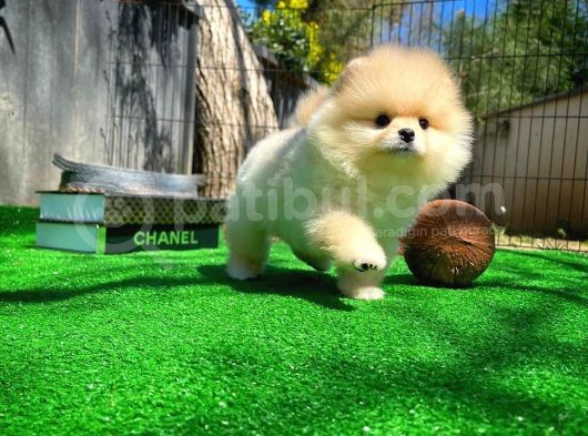 Ayı Surat Pomeranian Boo Yavrularımız görsel