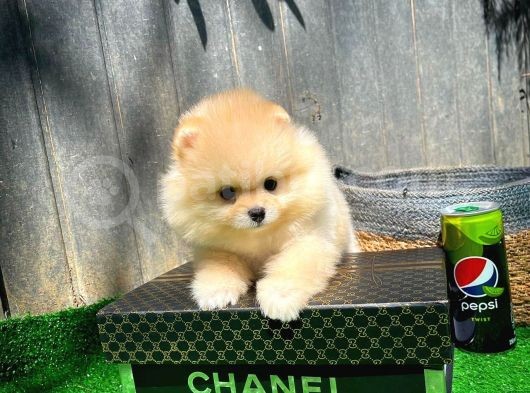 Ayı Surat Pomeranian Boo Yavrularımız görsel