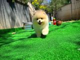 Ayı Surat Pomeranian Boo Yavrularımız
