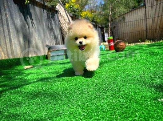 Ayı Surat Pomeranian Boo Yavrularımız görsel