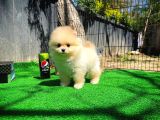 Ayı Surat Pomeranian Boo Yavrularımız