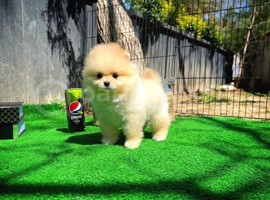 Ayı Surat Pomeranian Boo Yavrularımız