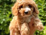 Sevi̇mli̇ Toy Poodle Bebekler