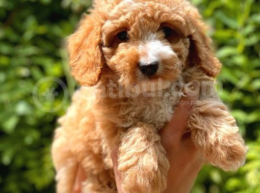 Sevi̇mli̇ Toy Poodle Bebekler görsel