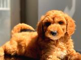 Sevi̇mli̇ Toy Poodle Bebekler
