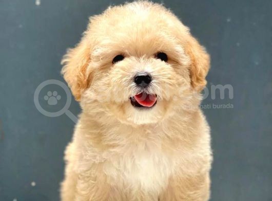 Irk Ve Saglik Garantili Disi Erkek Toy Poodle Yavrular
