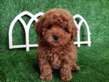 Safkan Irk Garantili Toy Poodle Yavrularimiz