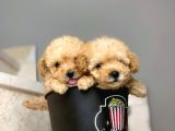 Irkının En İyisi Toy Poodle Yavrularımız