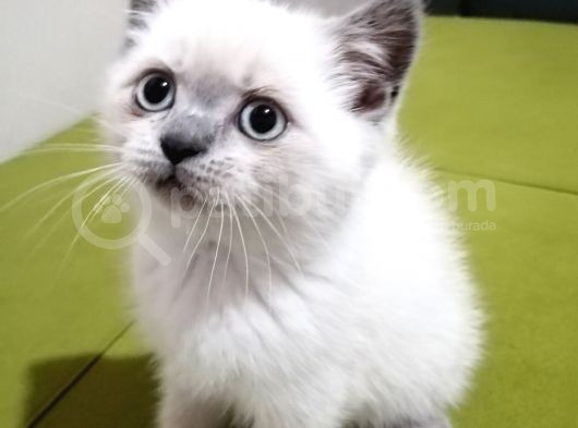 British Shorthair Yavrularımız görsel