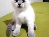 British Shorthair Yavrularımız