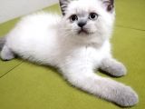 British Shorthair Yavrularımız