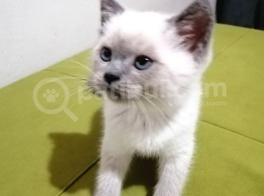 British Shorthair Yavrularımız görsel