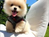 Teddy Face Pomeranian Boo Yavrularımız