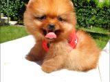 Teddy Face Pomeranian Boo Yavrularımız