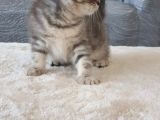 Full Secereli Safkan Scottish Fold Kızlarımız Yeni Ailelerini Bekliyor