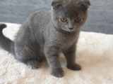 Full Secereli Safkan Scottish Fold Kızlarımız Yeni Ailelerini Bekliyor