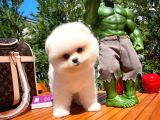 Küt Mikro Burun Yarışma Adayı Safkan Boo Pomeranian