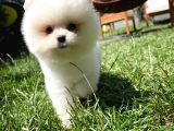 Küt Mikro Burun Yarışma Adayı Safkan Boo Pomeranian