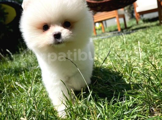 Küt Mikro Burun Yarışma Adayı Safkan Boo Pomeranian görsel