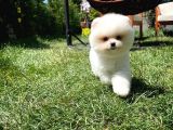 Küt Mikro Burun Yarışma Adayı Safkan Boo Pomeranian