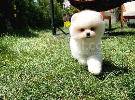 Küt Mikro Burun Yarışma Adayı Safkan Boo Pomeranian görsel