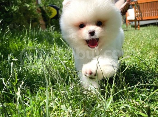 Küt Mikro Burun Yarışma Adayı Safkan Boo Pomeranian görsel