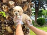 Irk Ve Sağlik Garanti̇li̇ Malti̇poo Bebekleri̇