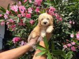 Muhteşem Red Malti̇poo Bebekleri̇