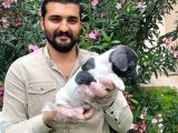 Muhteşem Blue Pi̇ed Fransiz Bulldog Bebekleri̇