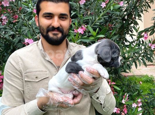 Muhteşem Blue Pi̇ed Fransiz Bulldog Bebekleri̇ görsel