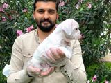 Muhteşem Plati̇n Renkli̇ Mavi̇ Gözlü Fransiz Bulldog Yavruları