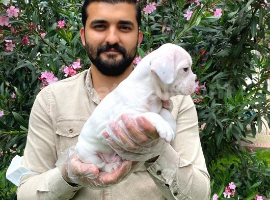 Muhteşem Plati̇n Renkli̇ Mavi̇ Gözlü Fransiz Bulldog Yavruları görsel