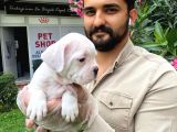 Muhteşem Plati̇n Renkli̇ Mavi̇ Gözlü Fransiz Bulldog Yavruları