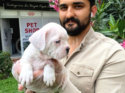 Muhteşem Plati̇n Renkli̇ Mavi̇ Gözlü Fransiz Bulldog Yavruları görsel