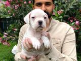 Muhteşem Plati̇n Renkli̇ Mavi̇ Gözlü Fransiz Bulldog Yavruları