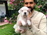 Muhteşem Plati̇n Renkli̇ Mavi̇ Gözlü Fransiz Bulldog Yavruları