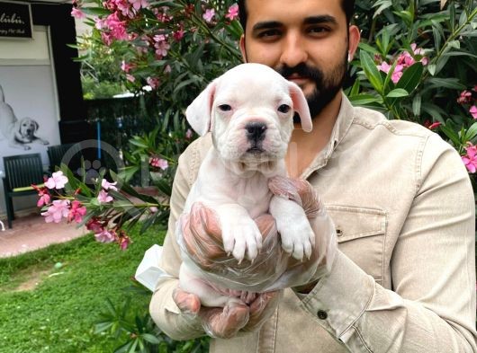 Muhteşem Plati̇n Renkli̇ Mavi̇ Gözlü Fransiz Bulldog Yavruları görsel