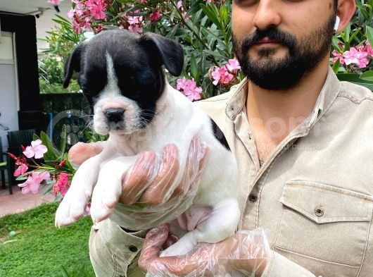 Irk Garanti̇li̇ Fransiz Bulldog Yavrulari