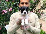 Irk Garanti̇li̇ Fransiz Bulldog Yavrulari