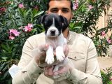 Irk Garanti̇li̇ Fransiz Bulldog Yavrulari