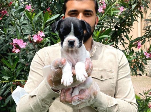 Irk Garanti̇li̇ Fransiz Bulldog Yavrulari görsel