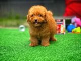 Cocuklarla Anlasabılen En Iyı Irk Toy Poodle Yavrusu