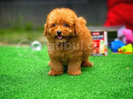 Cocuklarla Anlasabılen En Iyı Irk Toy Poodle Yavrusu görsel