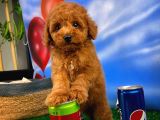 Toy Poodle Oğlumuz Alex