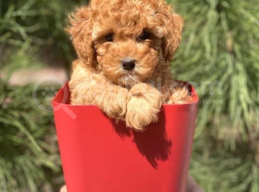 Irkının En İyisi Safkan Toy Poodle Yavrularimiz görsel