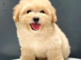 Irk Ve Sağlık Garantili Dişi Erkek Toy Poodle Yavrularımız