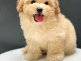Irk Ve Sağlık Garantili Dişi Erkek Toy Poodle Yavrularımız