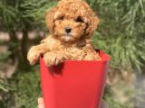 Irkının En İyisi Safkan Toy Poodle Yavrularimiz
